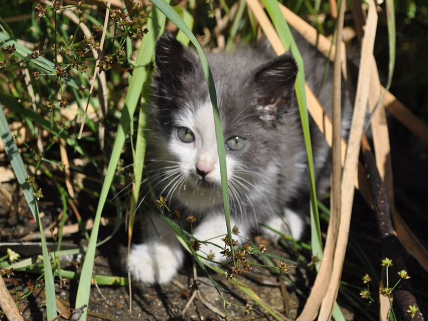 Котята в добрые руки