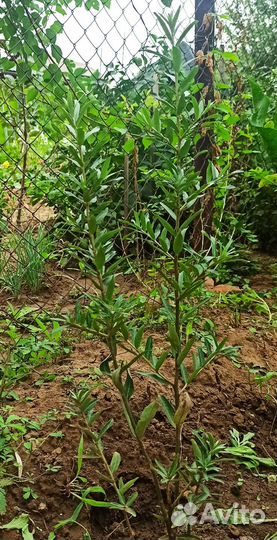 Облепиха саженцы