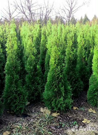 Туя смарагд