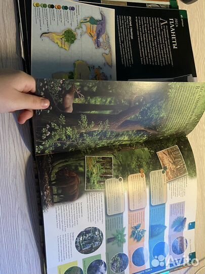 Энциклопедия Растения Берни Дэвид