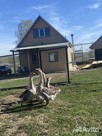 Холмогорские гуси