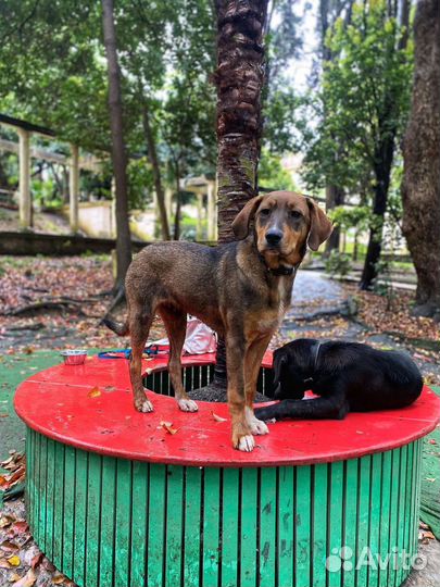 Мальчик-подросток, кастрирован