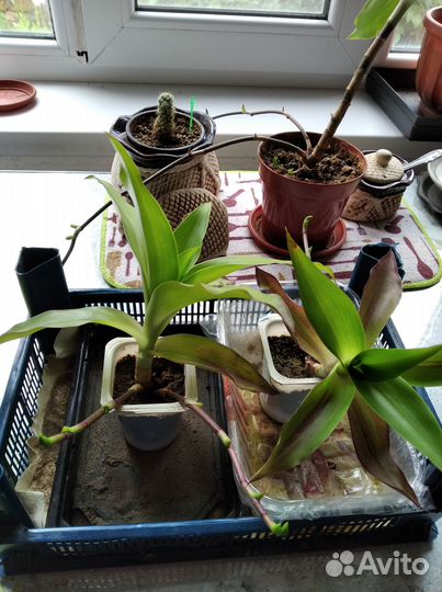 Каллизия душистая, или Золотой Ус