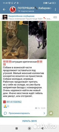 Собака в добрые руки