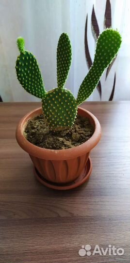 Кактус