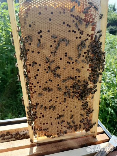 Матки Buckfast B56, отводки пчёл