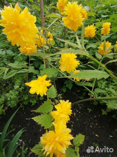 Цветущие саженцы керрии японской