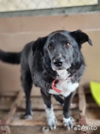 Собака из приюта Семен ищет дом