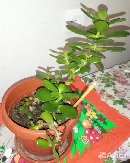 Крассула толстянка