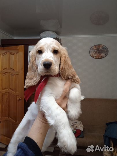 Собака кокер спаниель