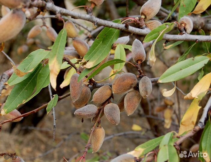 Миндаль Сладкий, семена на посадку