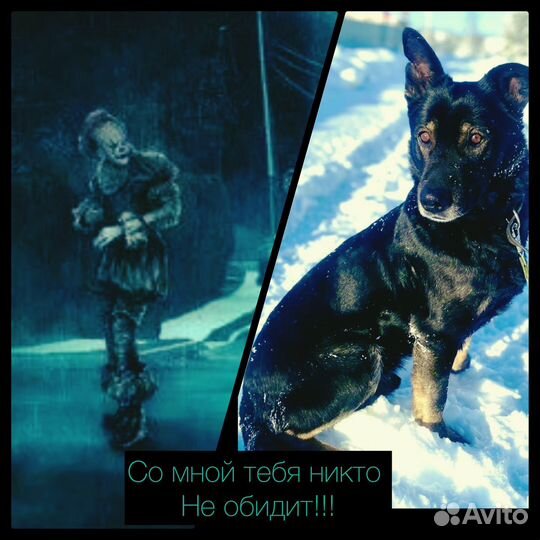 Собака в добрые руки