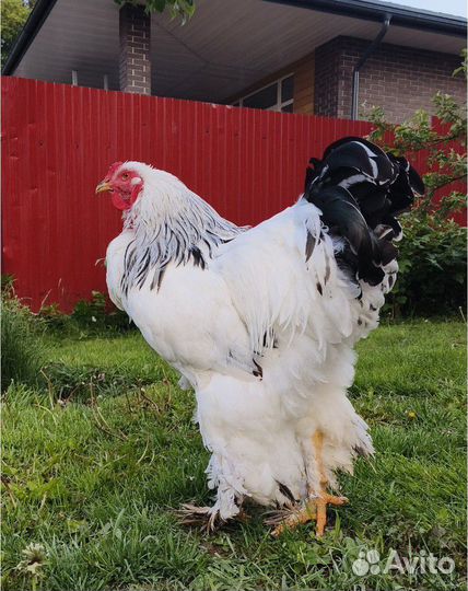 Петух Брама светлая (колумбийская)