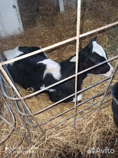 Телята бычки на откорм