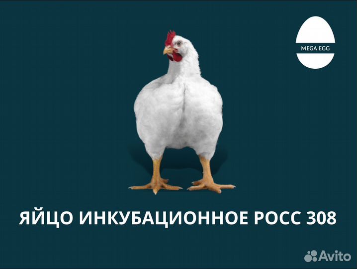 Инкубационной яйцо