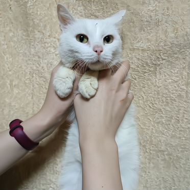 Взрослая, кошка в добрые руки