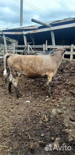 Тёлочки на откорме