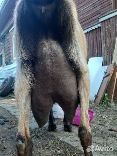 Коза дойная