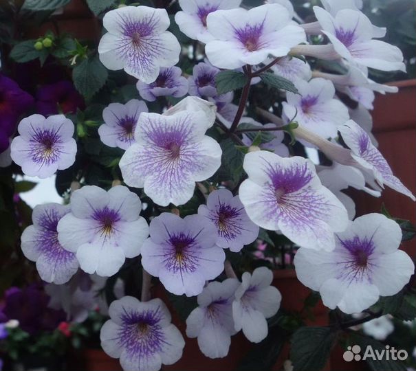 Ахименесы, Колеусы и другие растения в Колпино