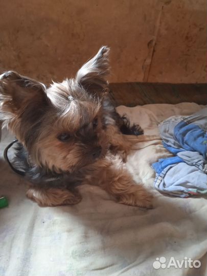 Йоркширский терьер вязка мальчик