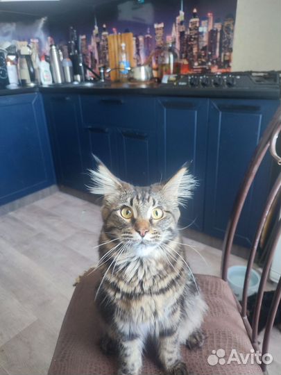 Продаю кошку