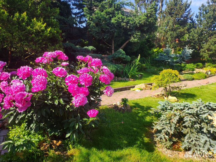 Пион розовый