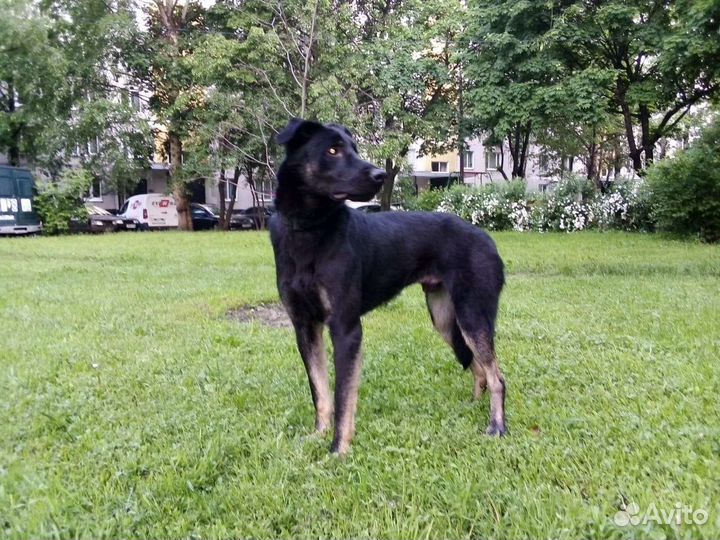 Брут ищет любящую семью