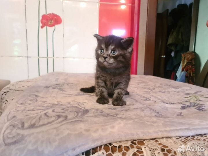 Шотландские котята