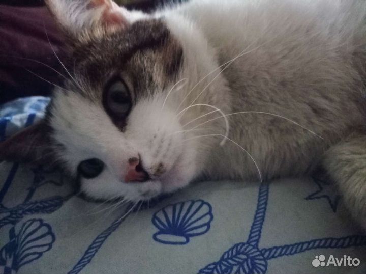 Котик ищет дом