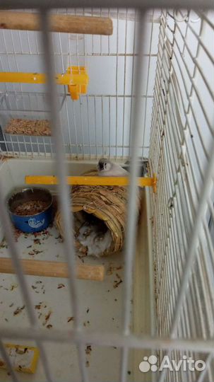 Малыши Зебровых Амадинок