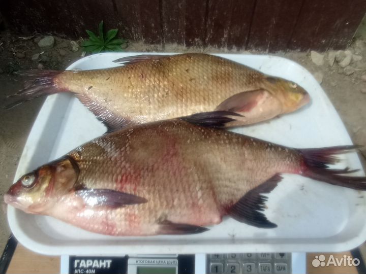 Свежезамороженная рыба Лещи