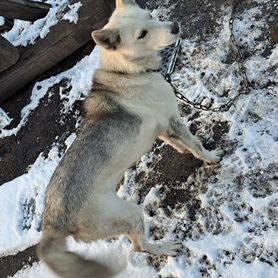 Собаки бесплатно в добрые руки