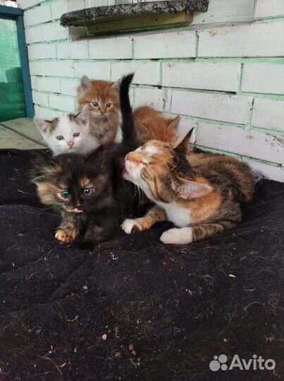 Кошка в дар