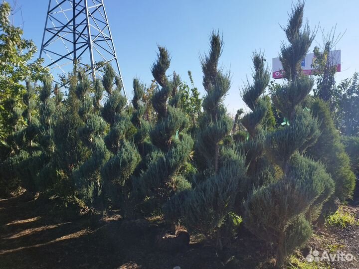 Туи опт мелкий опт