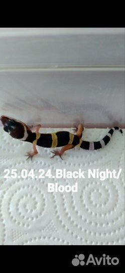 MS Black Night 50%