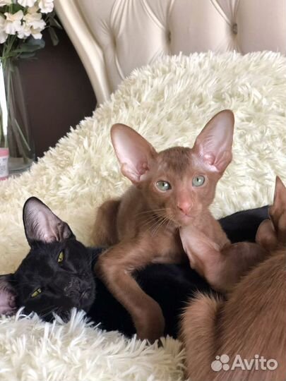 Циннамоновый котик