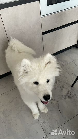Щенок самоед