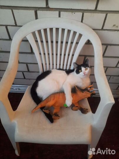 Стерилизованная кошечка