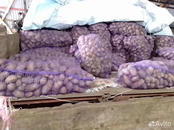 Картофель на корм