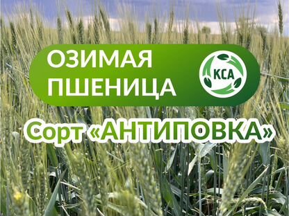 Элитные семена озимой пшеницы «Антиповка», Херсон