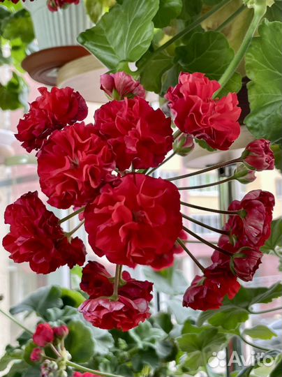 Пеларгония юг-Цветы Зевса, укорененный черенок