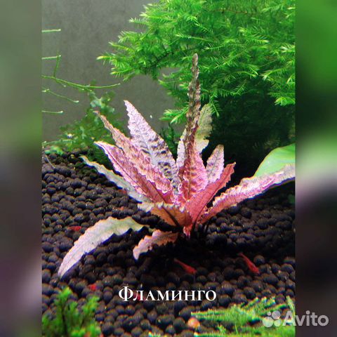 Мхи. Растения