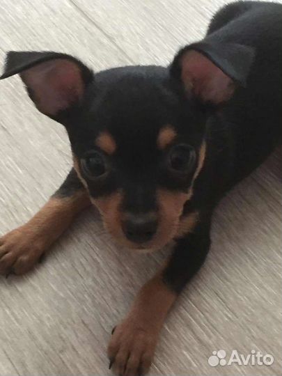 Мини той-терьер