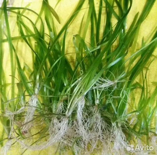 Валлиснерия