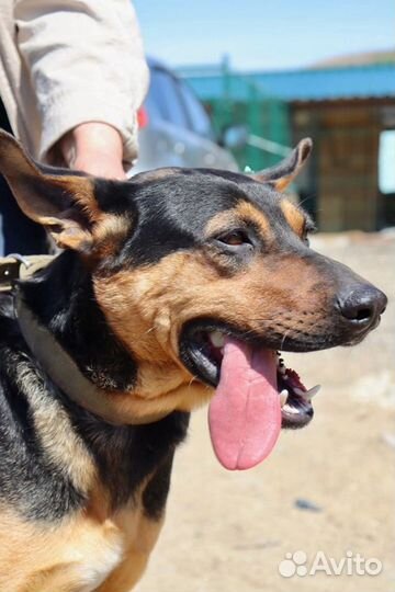 Дукат в добрые руки