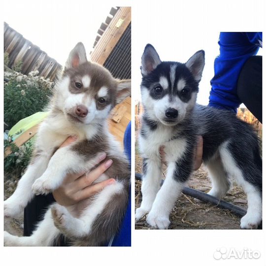 Щенки Сибирской хаски