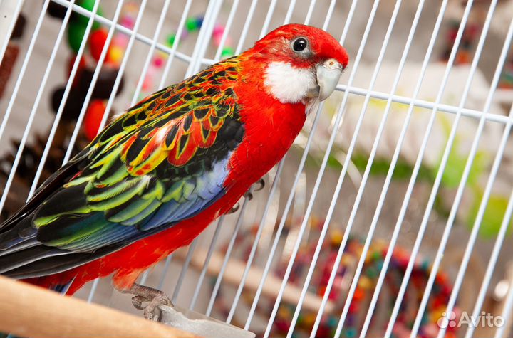 Розелла красная птенцы