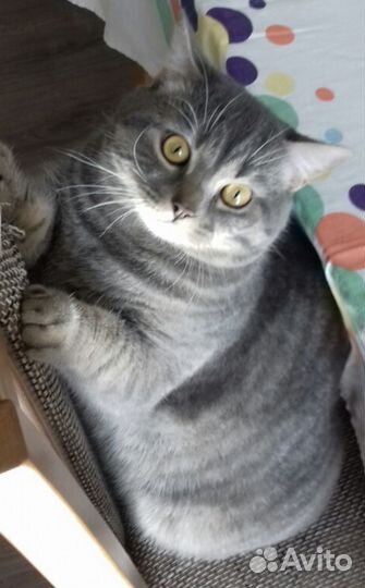 Шотландский кот