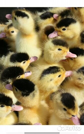 Цыплята бройлеры, утята,муларды