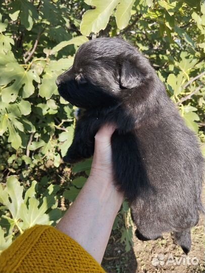 Отдадим щенков